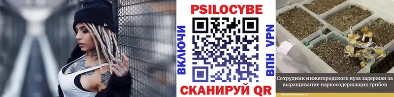 где купить   Энгельс  Псилоцибиновые грибы Psilocybe 